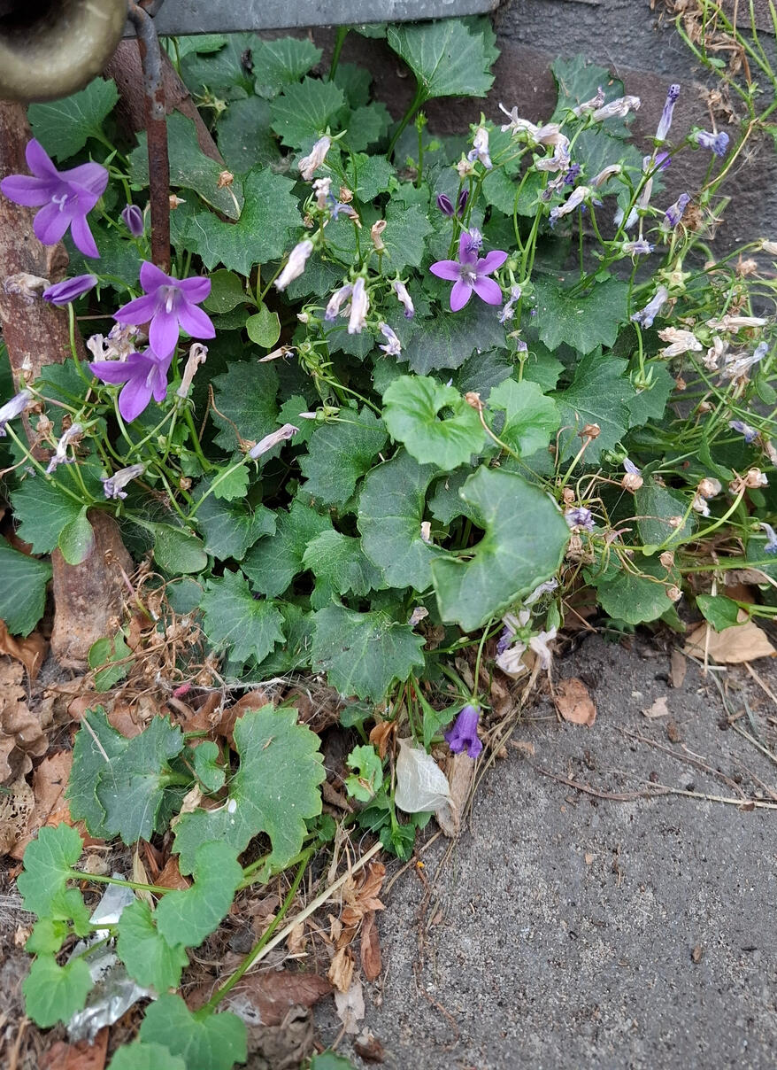 Campanula