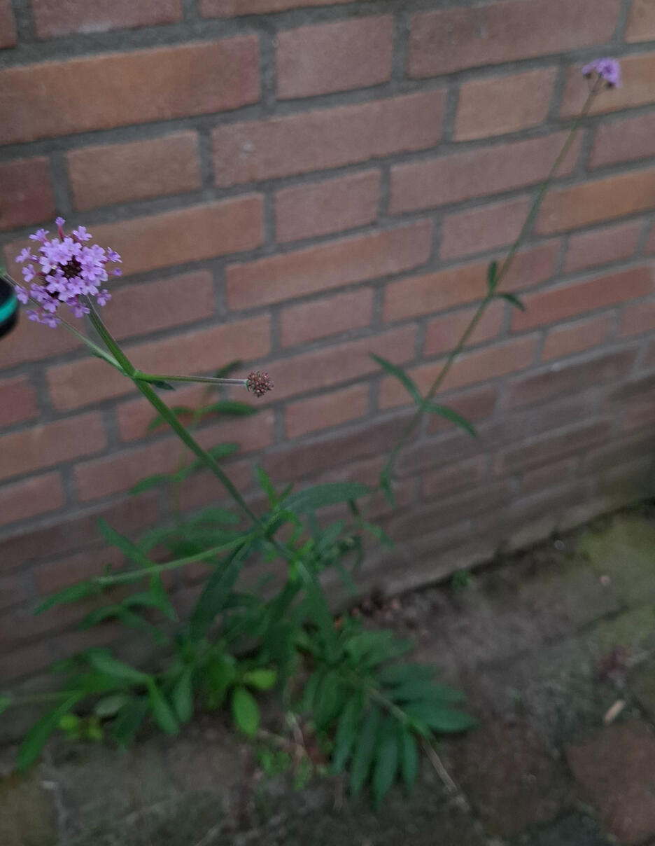 Verbena